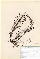 藏品(伏石蕨)的圖片